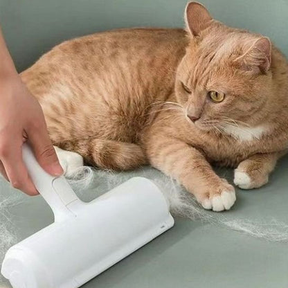 brosse anti poil chat caramel canapé