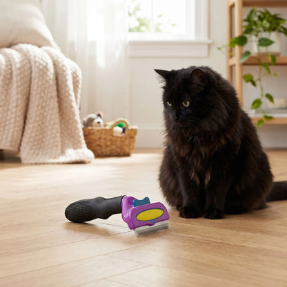 brosse pour chat violet chat noir salon