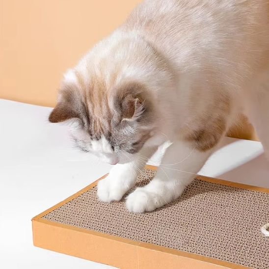 griffoir pour chat plat avec chat caramel
