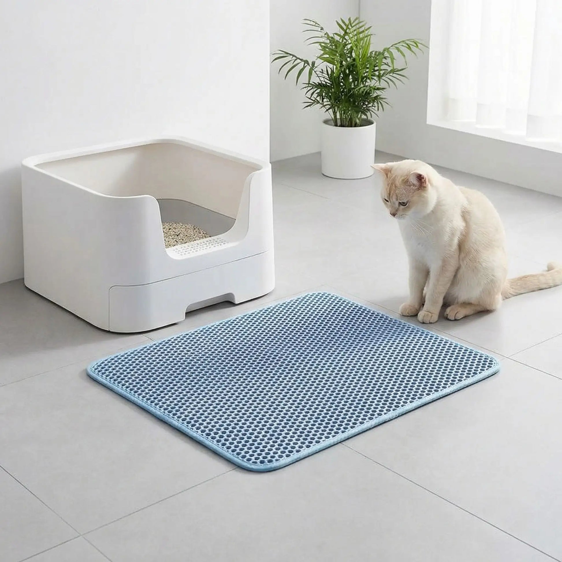 tapis litière chat bleu fenêtre chat blanc